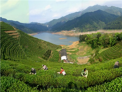 湘益茯茶 益陽名片——湘益茯茶即將亮相第三屆中國(guó)湖南·安化黑茶文化節(jié)